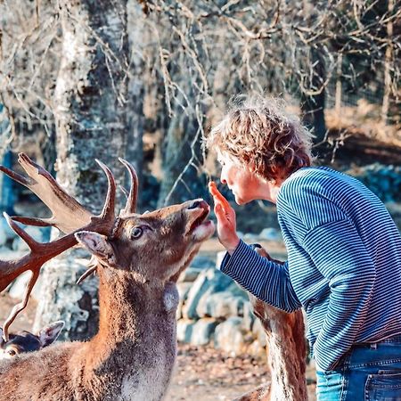 Damwildfarm In Rollerbue Suedschweden Villa Tyringe Kültér fotó