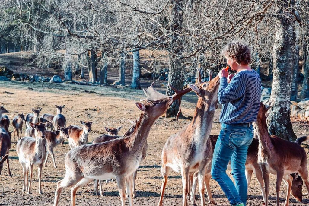 Damwildfarm In Rollerbue Suedschweden Villa Tyringe Kültér fotó