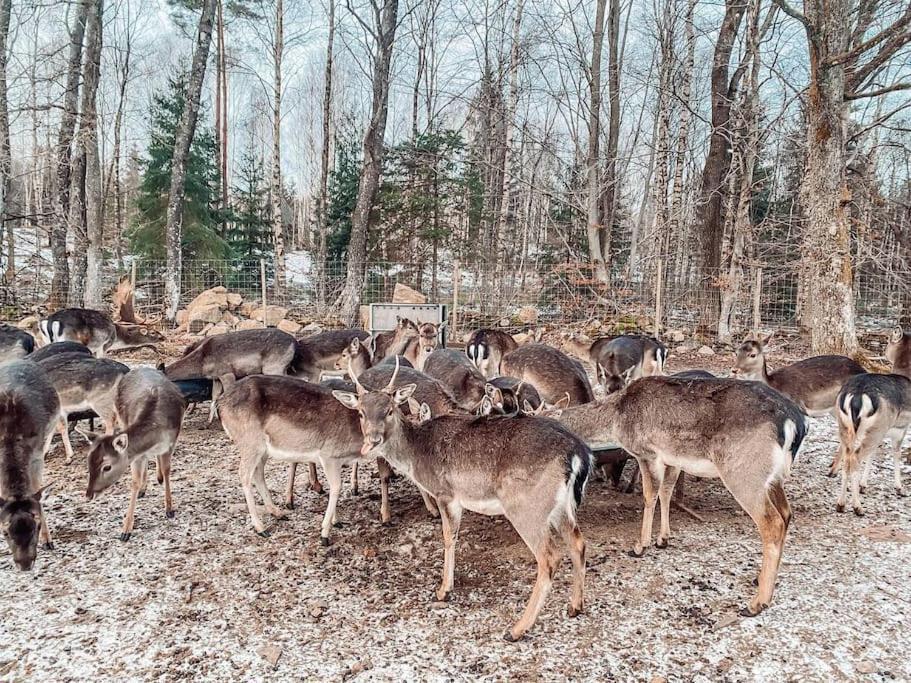 Damwildfarm In Rollerbue Suedschweden Villa Tyringe Kültér fotó