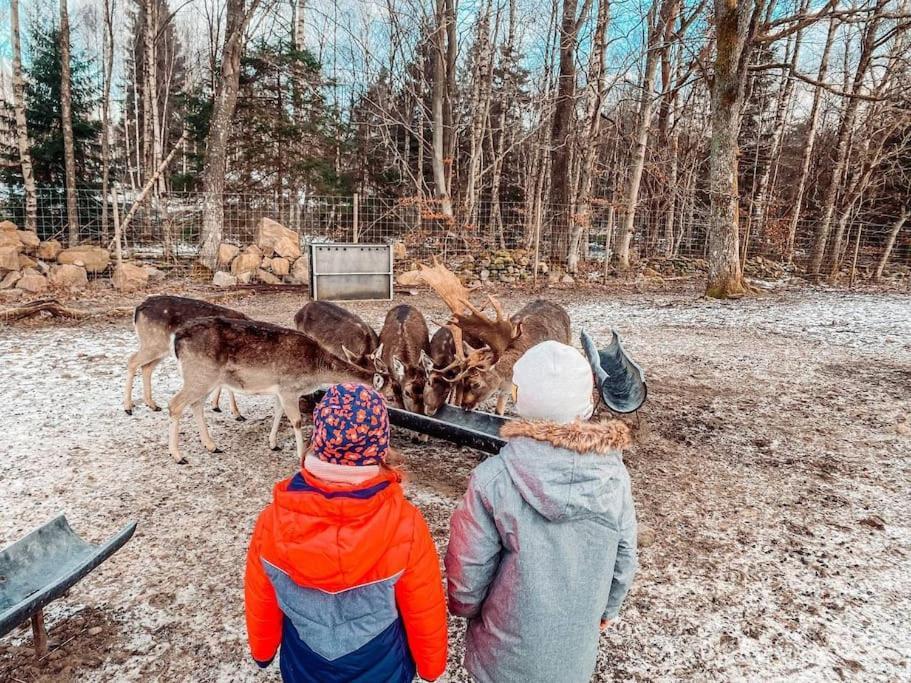 Damwildfarm In Rollerbue Suedschweden Villa Tyringe Kültér fotó