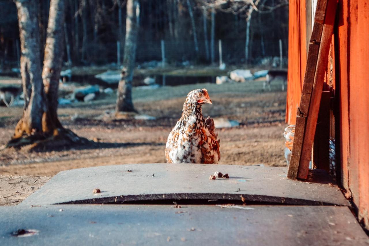 Damwildfarm In Rollerbue Suedschweden Villa Tyringe Kültér fotó