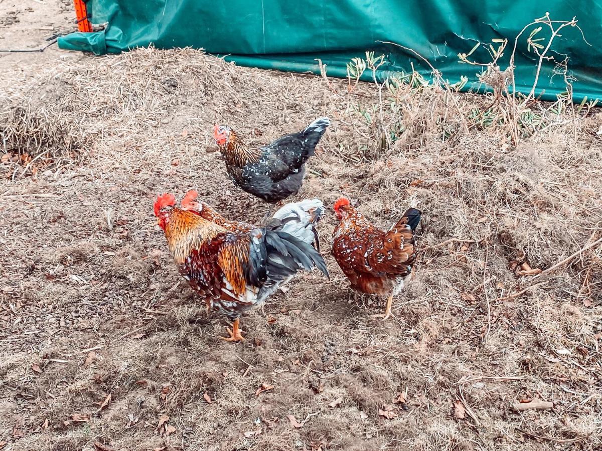 Damwildfarm In Rollerbue Suedschweden Villa Tyringe Kültér fotó