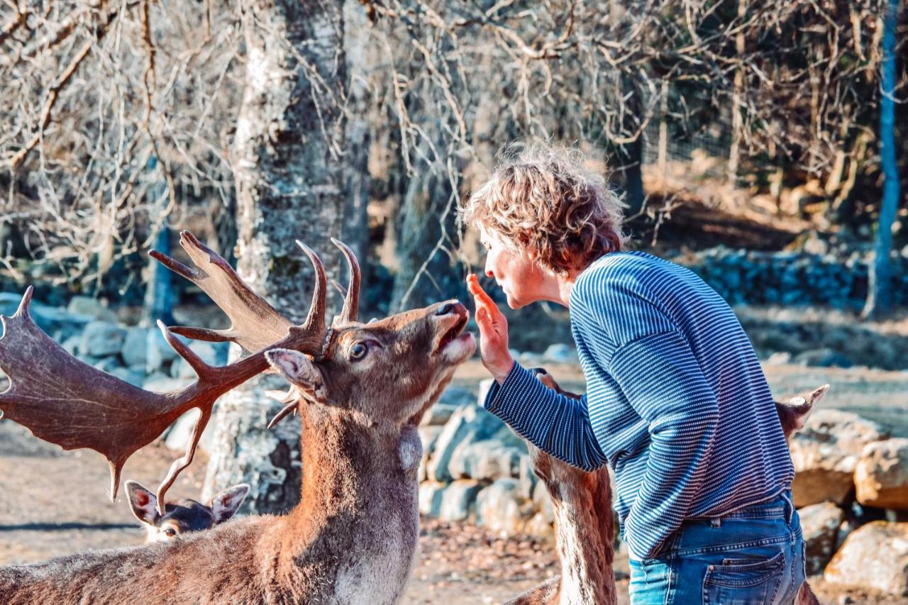 Damwildfarm In Rollerbue Suedschweden Villa Tyringe Kültér fotó
