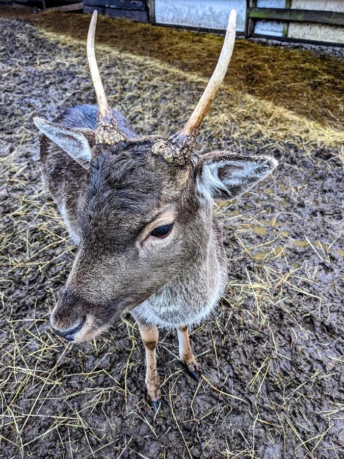 Damwildfarm In Rollerbue Suedschweden Villa Tyringe Kültér fotó