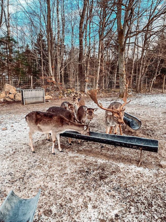 Damwildfarm In Rollerbue Suedschweden Villa Tyringe Kültér fotó
