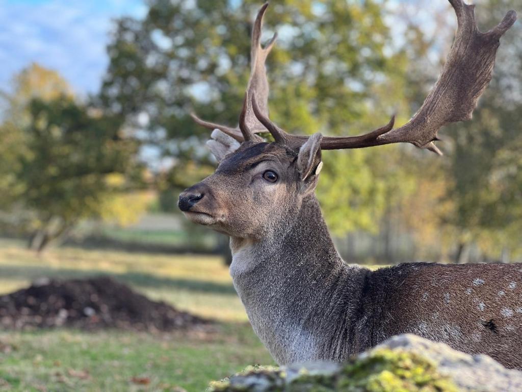 Damwildfarm In Rollerbue Suedschweden Villa Tyringe Kültér fotó