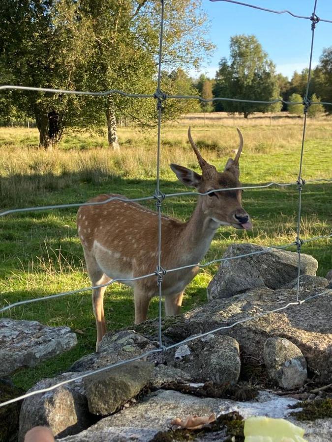 Damwildfarm In Rollerbue Suedschweden Villa Tyringe Kültér fotó